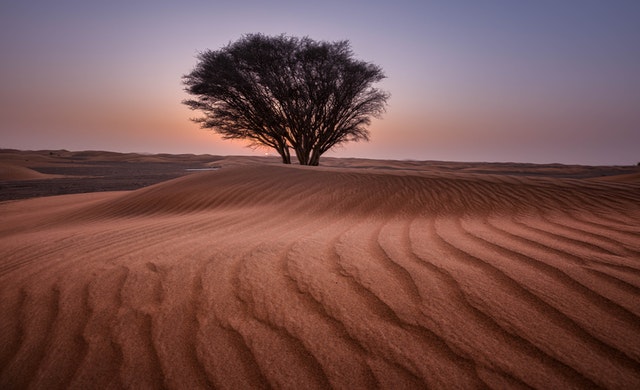short story on importance of tree which is between the desert