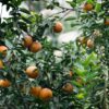story of nature beauty orange tree