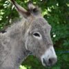 Donkey Story Moral