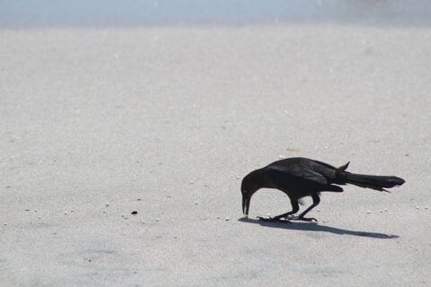 Moral of Thirsty Crow story where crow is picking pebbles