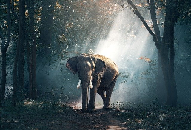 Elephant Story who was alone in the jungle
