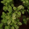 Sage Story of neem plant