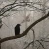 Story of a Crow who is sitting on the branch