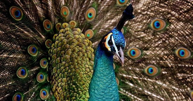 The Sad Peacock Story who was sad because of his voice