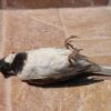 Sparrow death story