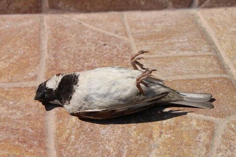 Sparrow death story