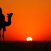 The Camel Story at desert