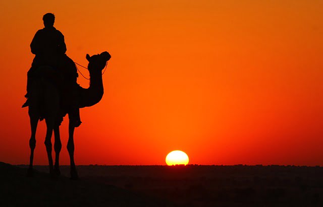 The Camel Story at desert