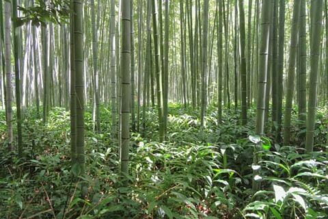 Bamboo Tree Story