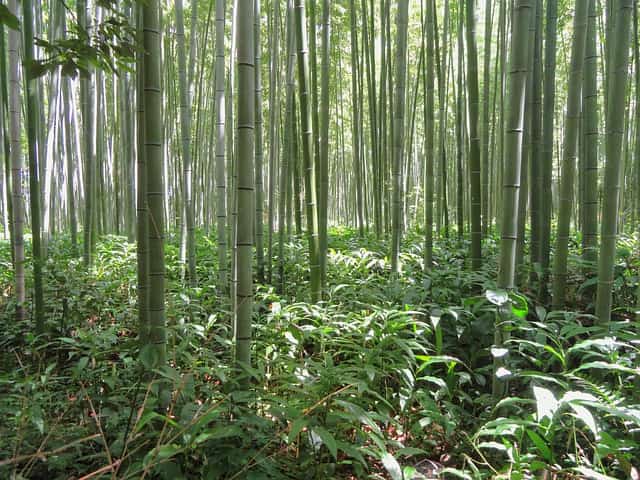 Bamboo Tree Story