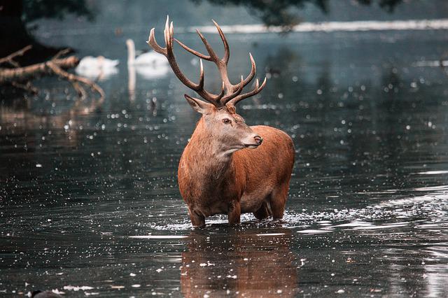 The Deer Story of drinking water from river