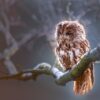 Treasure Story ancient wisdom of an owl