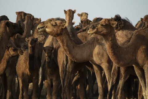 How to Solve Problems in Life camels story