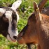 Two Silly Goats Story of fighting
