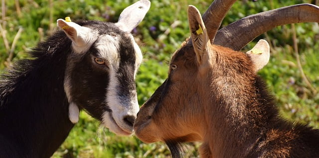 Two Silly Goats Story of fighting