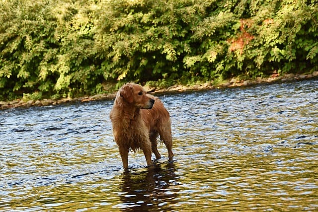 Story of A Dog walking on the river