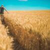 Struggle in Life story of a farmer walking between wheat crop