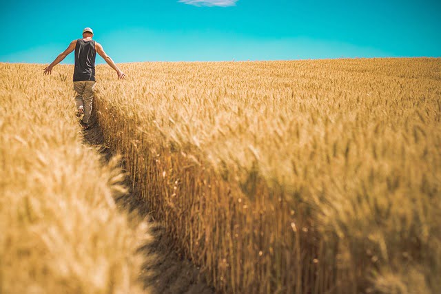 Struggle in Life story of a farmer walking between wheat crop